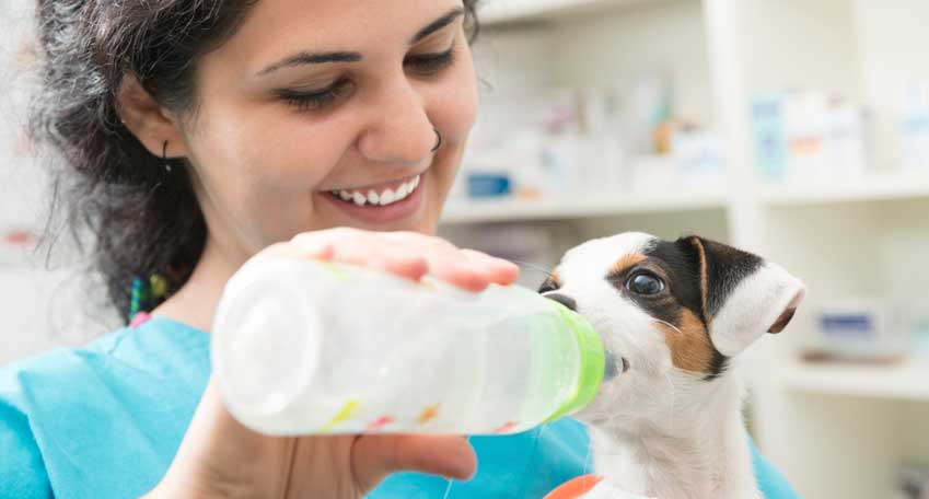 Pet Medication for Animals | Dog and Cat Medications