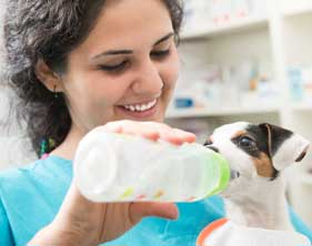 Veterinary Medication