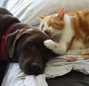 cat and dog hugging pain relief