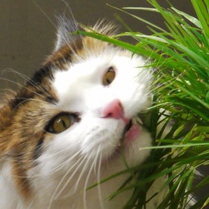 cat eating grass