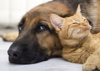 Picture of dog and cat